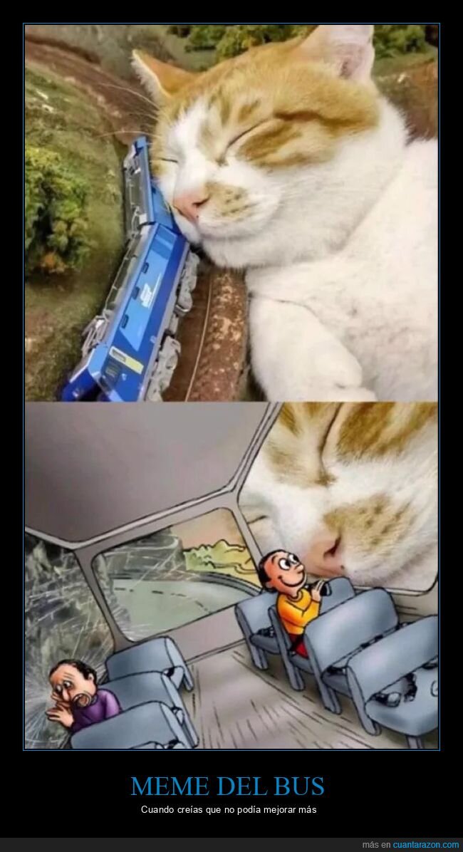 gato,autob&uacute;s,terror,perspectiva,caos