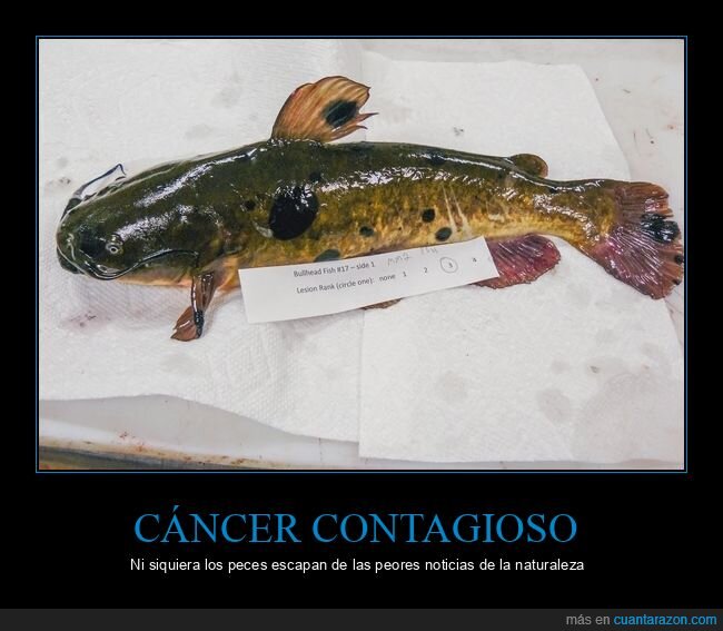 c&aacute;ncer,animales,naturaleza,enfermedad,biolog&iacute;a