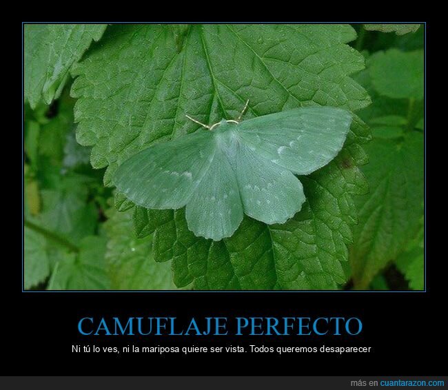 camuflaje,naturaleza,invisibilidad,supervivencia,verde
