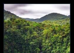 Enlace a Buenas noticias: Costa Rica logró recuperar sus bosques