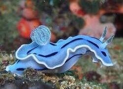 Enlace a «Chromodoris willani», una babosa marina famosa por alimentarse de sustancias tóxicas y advertir a sus depredadores con sus llamativos colores neón
