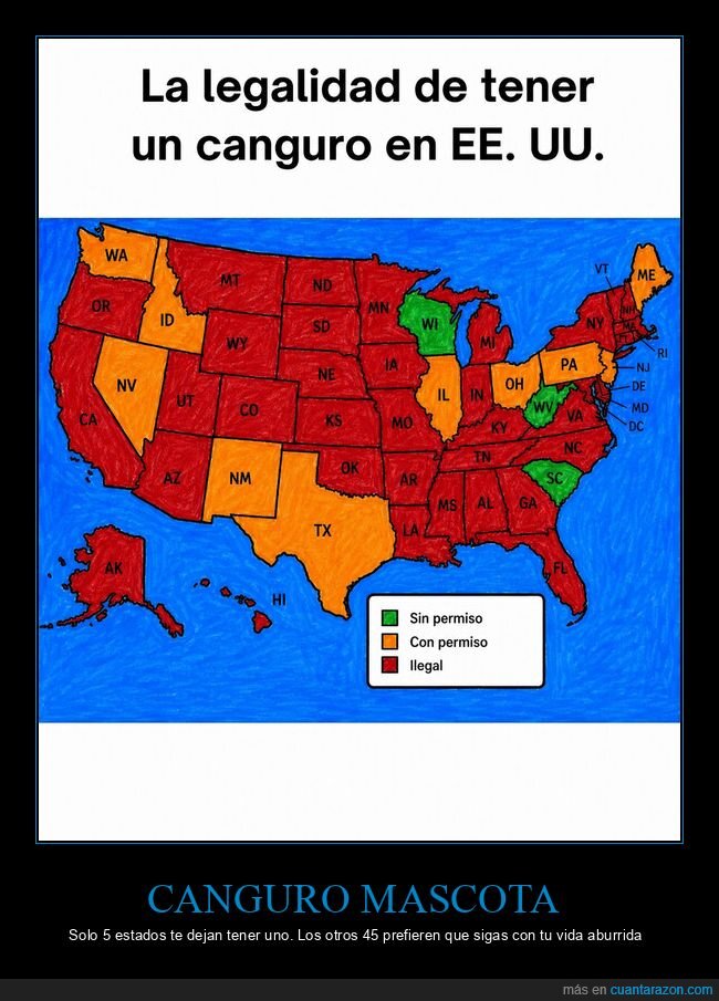 canguro,legalidad,mascotas,prohibido,EEUU