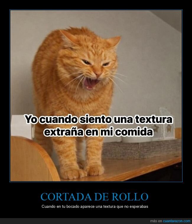 comida,gato,asco,sorpresas,cocina