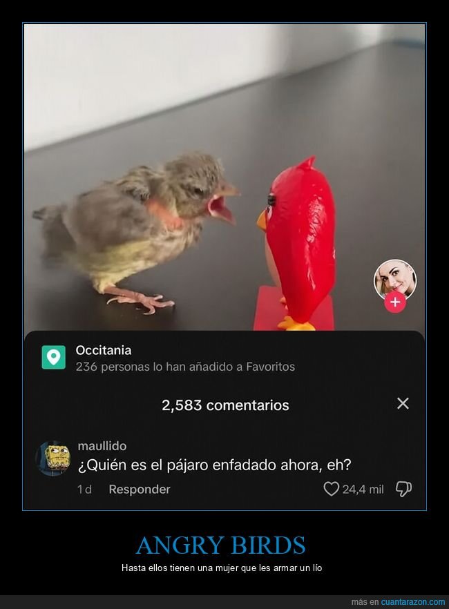 pajarito,confrontaci&oacute;n,absurdo,mascota,rid&iacute;culo