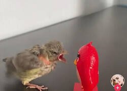 Enlace a Quién es el pájaro enfadado ahora