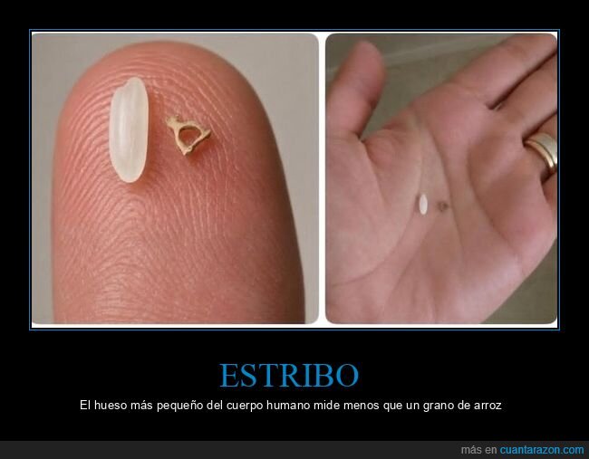 anatom&iacute;a,perspectiva,insignificancia,tama&ntilde;o,realidad