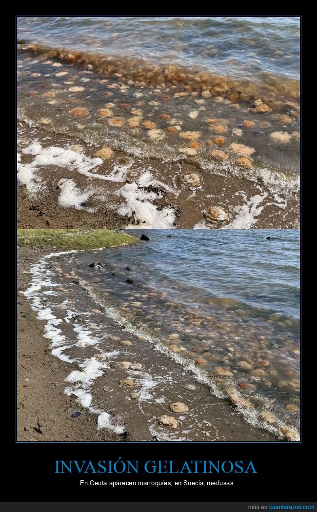 medusas,playa,desastre,naturaleza,Suecia