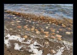 Enlace a Miles de medusas aparecieron en las playas de la costa oeste de Suecia hoy