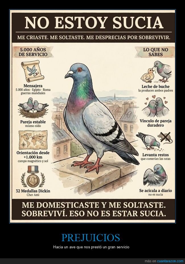 animales,paloma