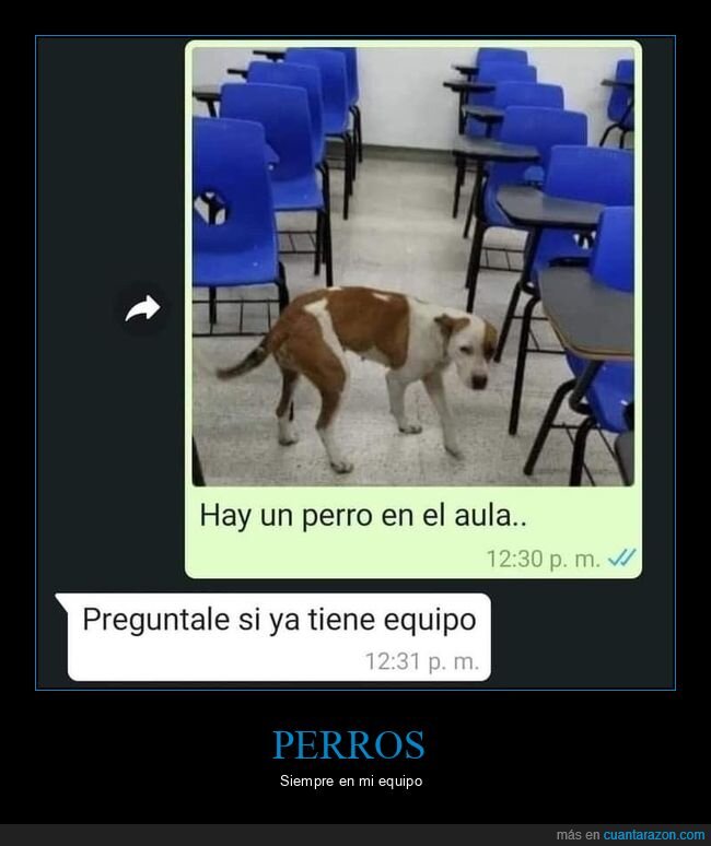 perro,aula,clase,compa&ntilde;ero,in&uacute;til