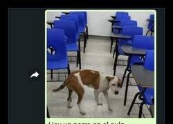 Enlace a Cuando tu compañero de clase es más listo que tú