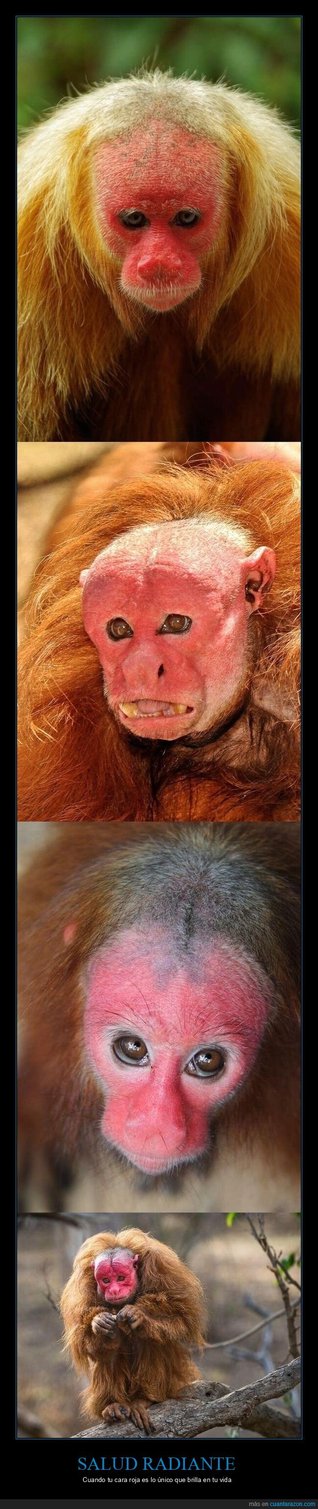 primates,apariencia,desastre,naturaleza,fracaso