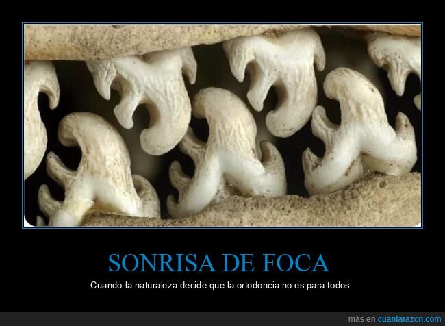 foca,dientes,naturaleza,dentadura,rareza