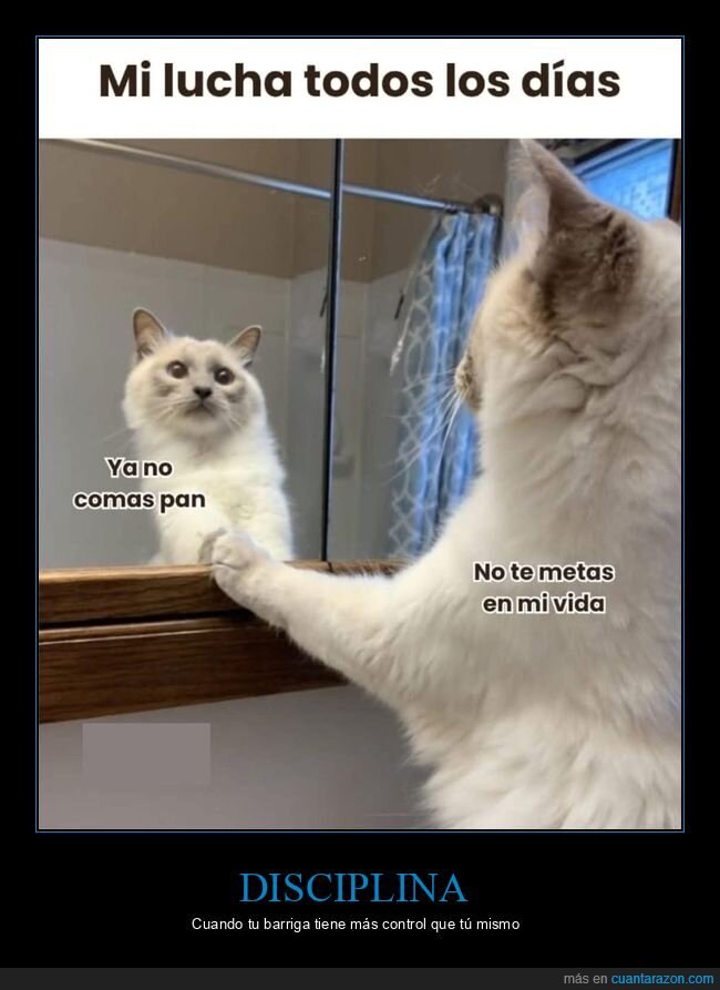 gatos,disciplina,autodestucci&oacute;n,tentaci&oacute;n,realidad