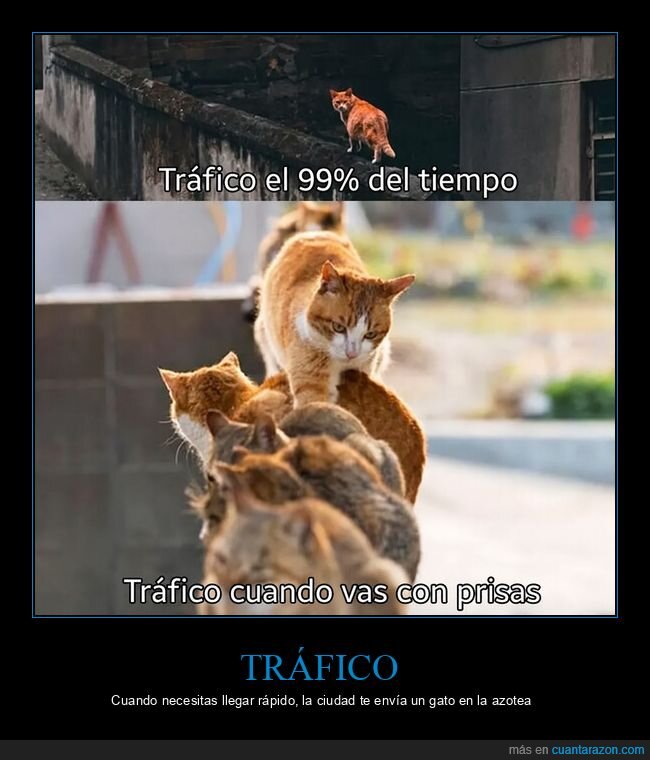 tr&aacute;fico,gato,ciudad,prisa,caos