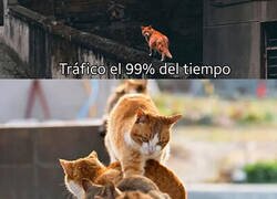 Enlace a El tráfico descubre cómo joderte bien