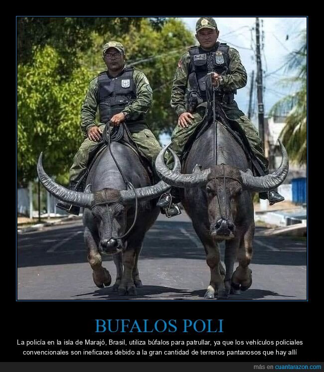 polic&iacute;a,b&uacute;faIo,patrulla,Brasil,absurdo