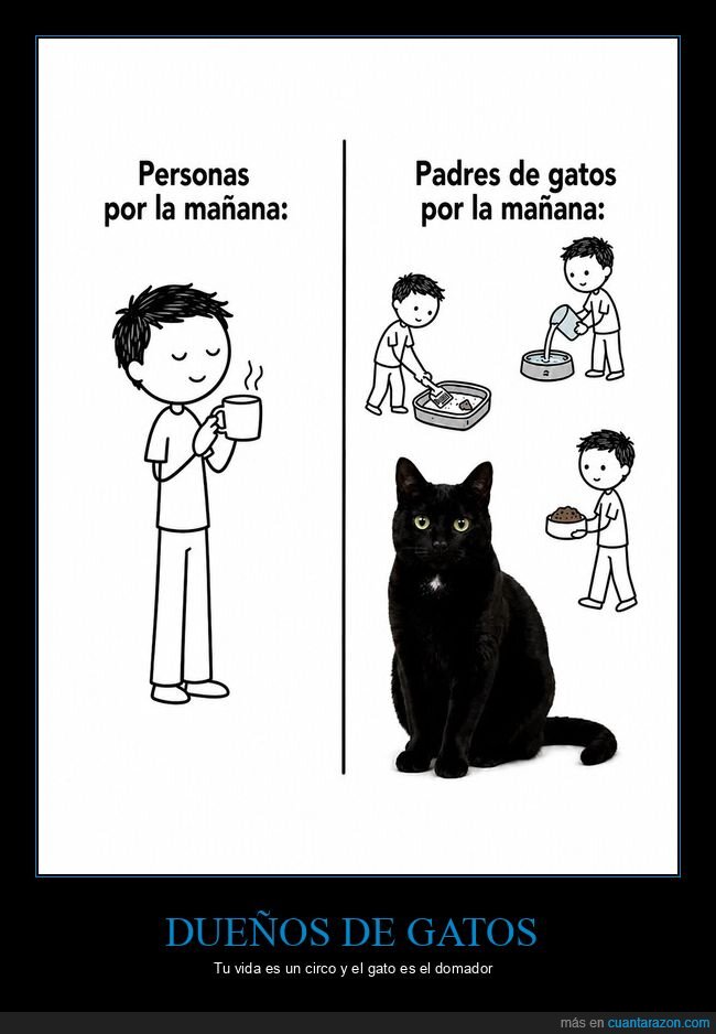 gatos,ma&ntilde;ana,mascotas,caos,due&ntilde;os