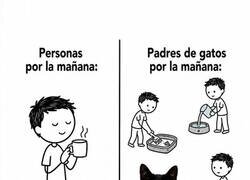 Enlace a Mientras tú duermes, el gato ya ha organizado tu día