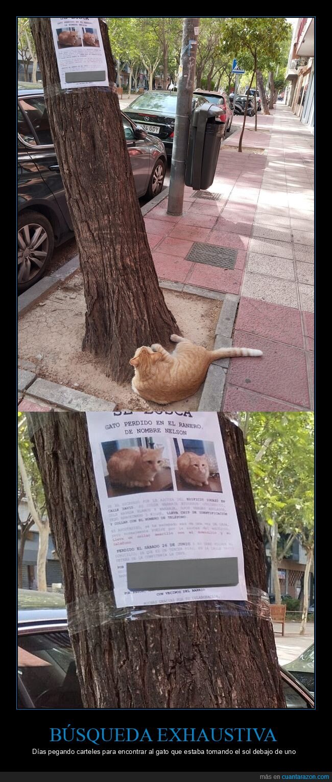 gato,perdido,b&uacute;squeda,&aacute;rbol,encontrado
