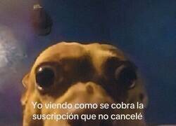 Enlace a Cuando descubres que seguías pagando