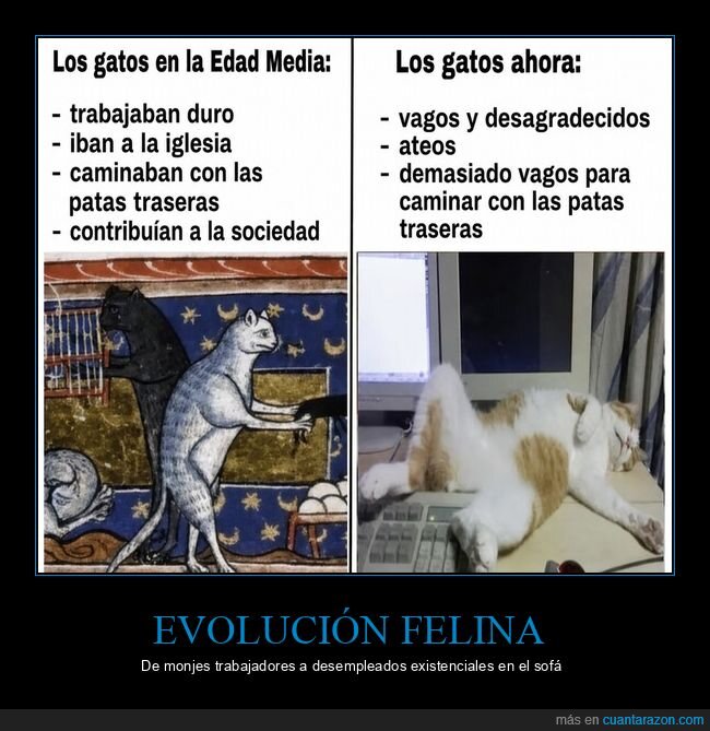 gatos,evoluci&oacute;n,pereza,sociedades,decadencia