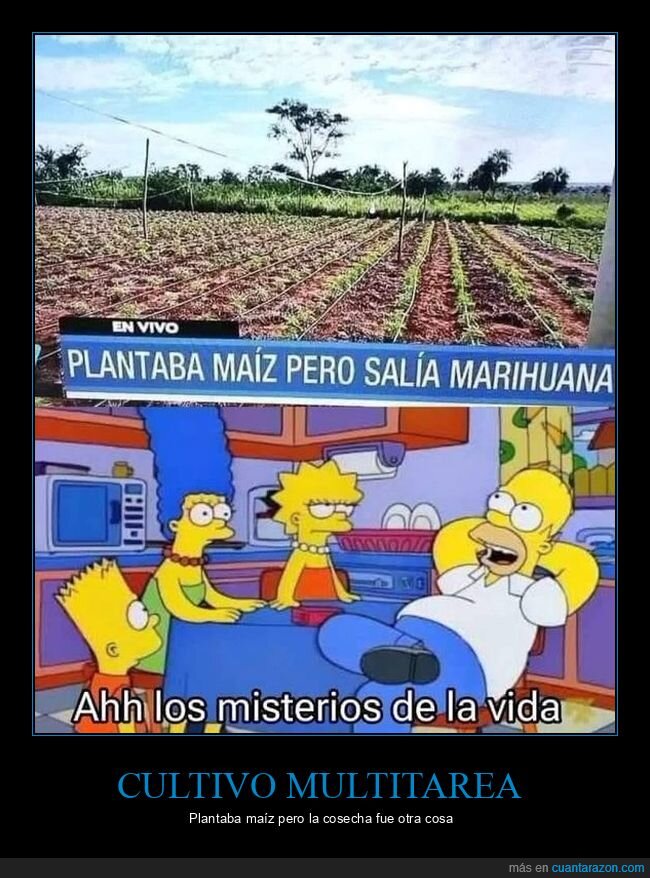 cultivo,sorpresa,desastre,agricultura,destino