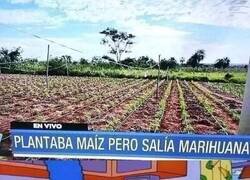 Enlace a Ahí los misterios de la agricultura