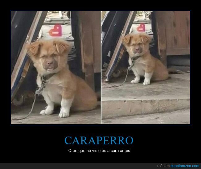 perro,traici&oacute;n,relaciones,fidelidad,desenga&ntilde;o