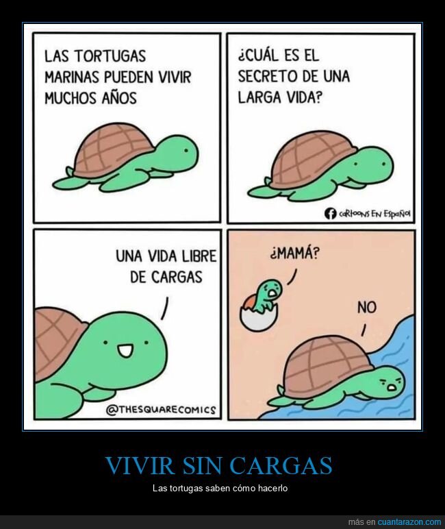 tortugas,libertad,responsabilidad,maternidad,vida