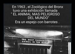 Enlace a Un espejo con bigote: la amenaza que el zoo no vio venir