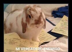 Enlace a Tengo demasiados enemigos