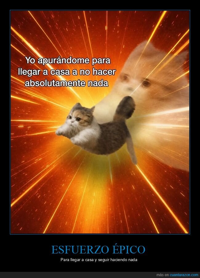 Productividad,Procrastinaci&oacute;n,Cotidiano,Gato,Motivaci&oacute;n
