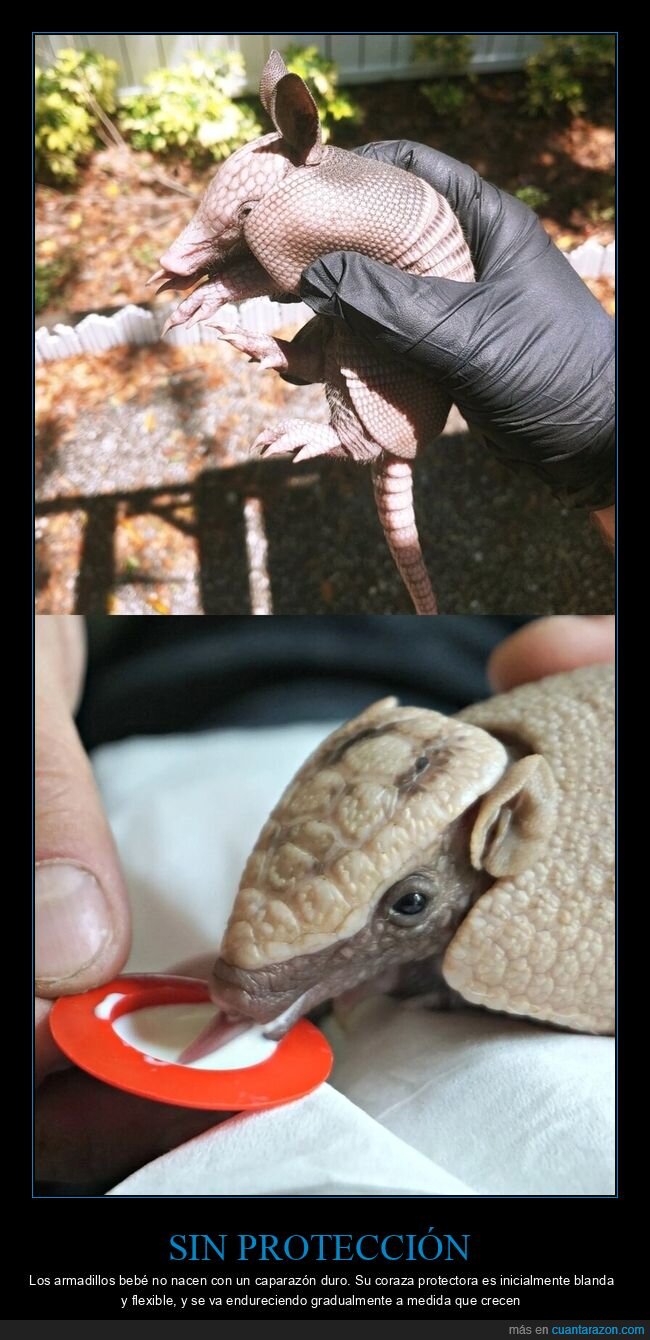 armadillo,vulnerabilidad,naturaleza,protecci&oacute;n,crecimiento