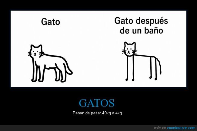 gato,ba&ntilde;o,transformaci&oacute;n,mojado,desgracia