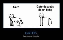 Enlace a Gato después del baño