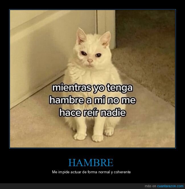 gato,hambre,dramatismo,indiferencia,victimismo
