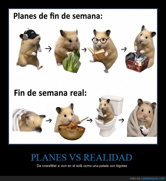 planes,fin de semana,realidad,h&aacute;mster,procrastinaci&oacute;n