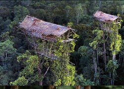 Enlace a La tribu Korowai: construyen cabañas en los árboles de hasta 35 metros de altura para protegerse de los espíritus malignos y los mosquitos, ajenos por completo al mundo exterior hasta 1974.