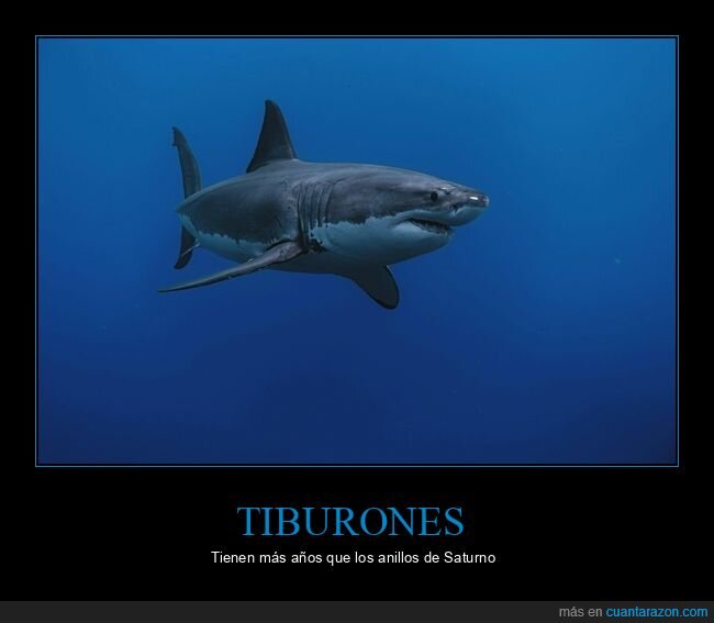 tibur&oacute;n,evoluci&oacute;n,antig&uuml;edad,depredador,supervivencia