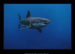 Enlace a Los primeros tiburones aparecieron hace unos 450 millones de años, los árboles hace unos 350 millones de años, los anillos de Saturno hace unos 100 millones de años