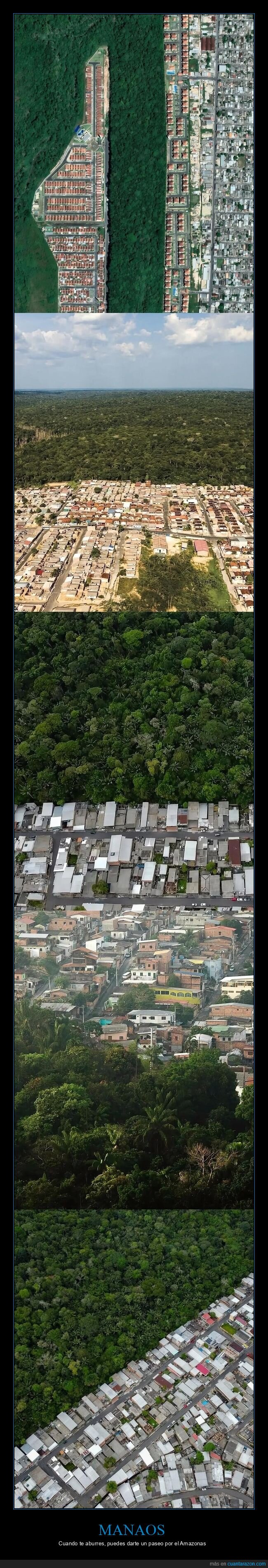 Amazonas,deforestaci&oacute;n,planeta,naturaleza,colapso