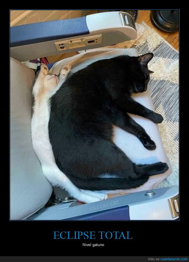 gato,comodidad,fracaso,mascotas,abandono