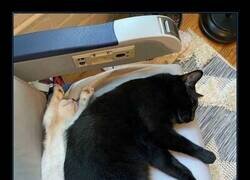 Enlace a El eclipse explicado con gatos