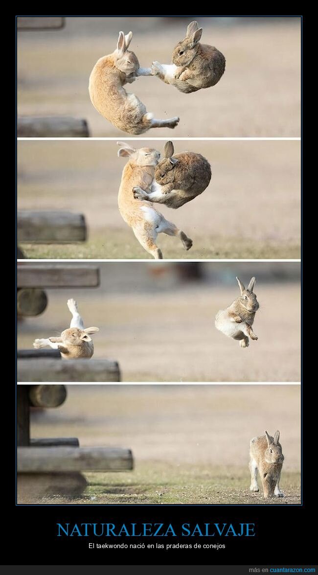 conejo,pelea,naturaleza,combate,Isla Okunoshima