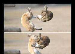 Enlace a Una secuencia notable de conejos salvajes peleando en el aire, capturada por los fotógrafos Takayuki y Mora Nakamura en la Isla de los Conejos de Japón.