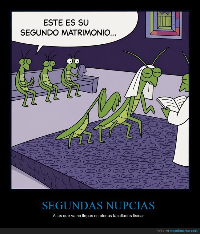 mantis,matrimonio,depredaci&oacute;n,fracaso,naturaleza
