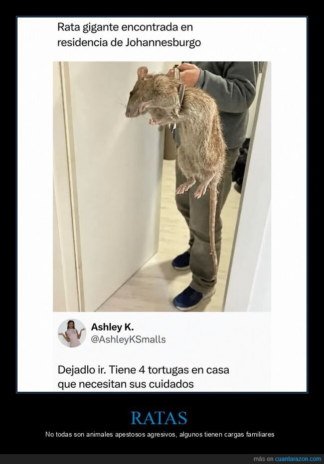 roedor,Johannesburgo,mascotas,criatura,absurdo