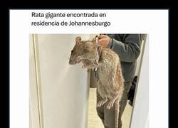 Enlace a Cuando tu mascota tiene mascotas