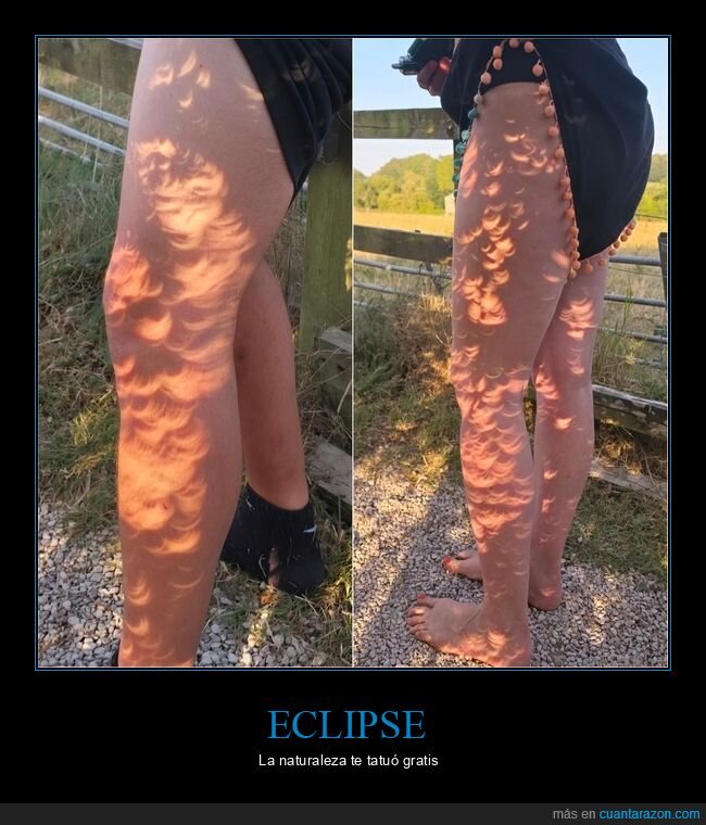 eclipse,naturaleza,sol,arbustos,quemadura